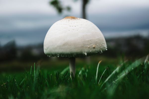 岸边绿化(北方植树节适合种什么树)火狐电竞(图3)