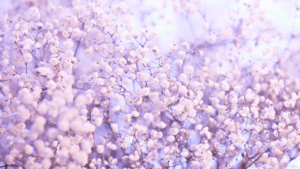 市政绿化树(绿化树有哪些)火狐电竞(图1)