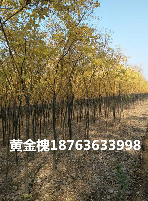 地区绿化苗火狐电竞木基地(图1)