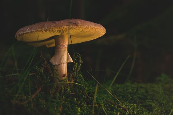 火狐电竞商业景观绿化(商业步行街景观建筑设计探索)(图3)