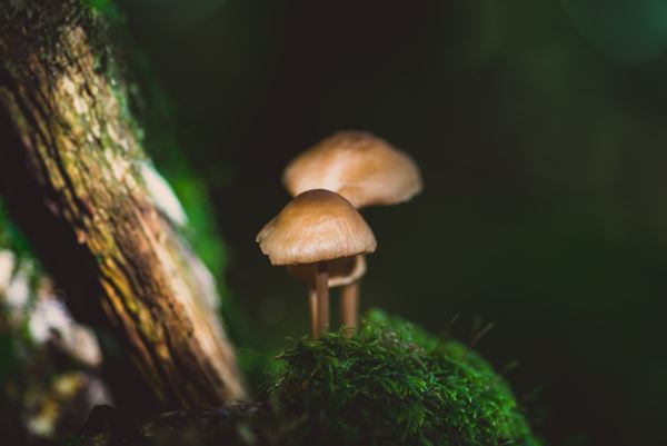 绿火狐电竞化池塘(村庄绿化措施)(图1)